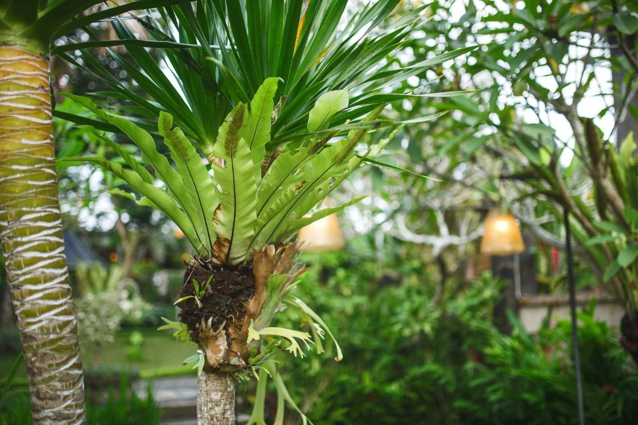 Alas Petulu Villa Resort And Spa อูบุด ภายนอก รูปภาพ
